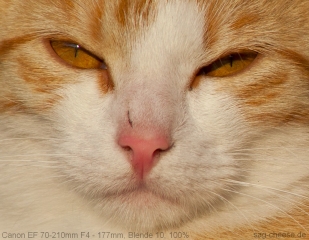 Canon Ef 70-210mm F4 Testbilder