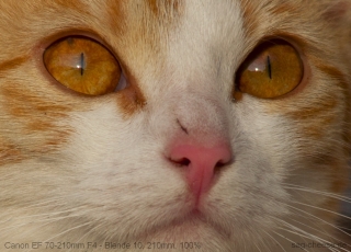 Canon Ef 70-210mm F4 Testbilder