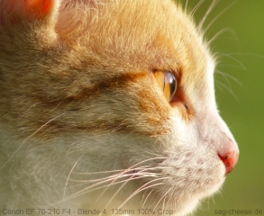 Canon Ef 70-210mm F4 Testbilder