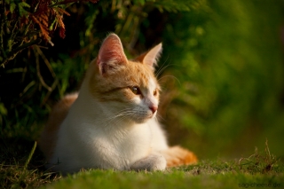 Canon Ef 70-210mm F4 Testbilder