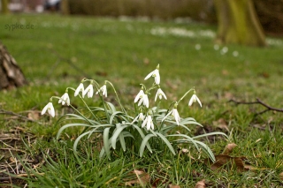 Nikon 35mm f1.8 Beispielbild - Sample