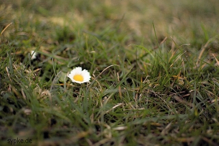 Nikon 35mm f1.8 Beispielbild - Sample