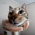 Katze mit Fisheye fotografiert