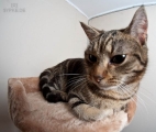 Katze mit Fisheye fotografiert