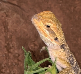 bartagame