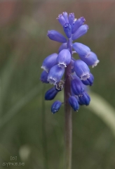 blume1