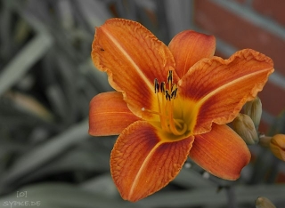 blume2