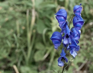 blume3