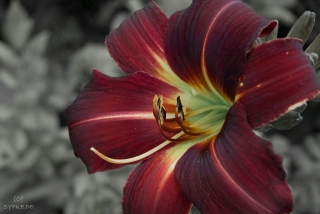 blume4