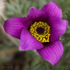 blume5