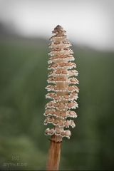 blume6
