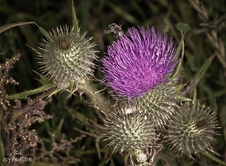 distel