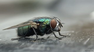 fliege-2
