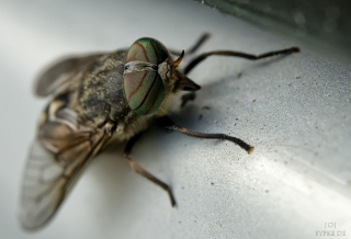 fliege-3
