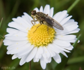 fliege-auf-blume
