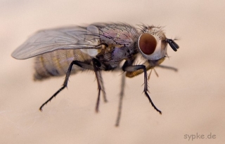 fliege