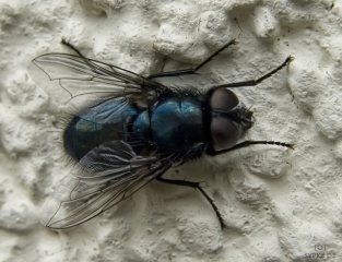 fliege_0