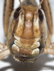heuschrecke