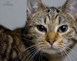 katze