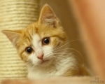 katze01