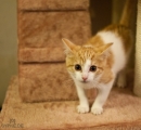 katze02