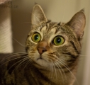 katze03