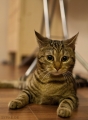 katze04