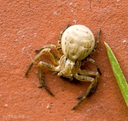 mini-spinne-1
