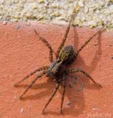 mini-spinne-2
