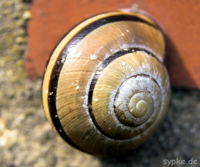 schnecke